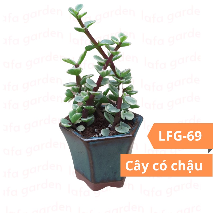 Cây để bàn làm việc LAFA GARDEN, chậu cây cảnh để bàn, Combo cây kèm chậu đất trồng