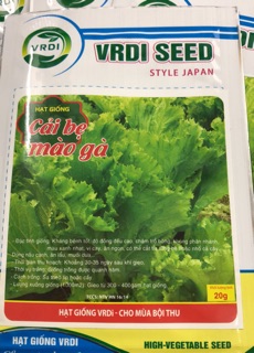 Hạt giống cải bẹ mào gà (20 gr) ☘️