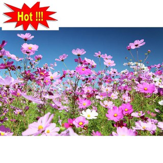 Hạt giống Sao nhái mix (100 hạt)