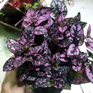 Cẩm nhung lá gấm