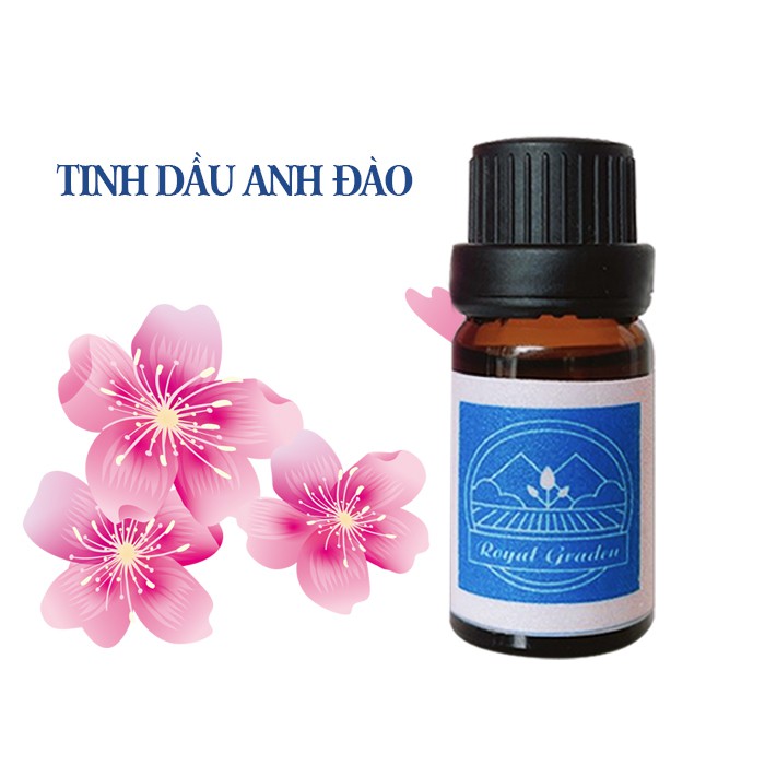 Tinh dầu anh đào thơm phòng dung tích 10ml