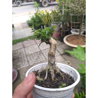 Cây Sam hương mini gốc đẹp