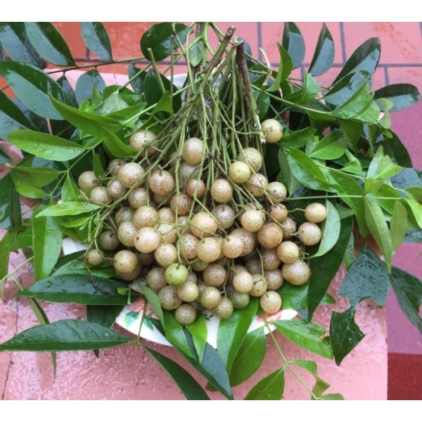 Cây giống mắc mật, lá làm gia vị nướng thịt, cây giống khỏe phù hợp với khí hậu các vùng miền