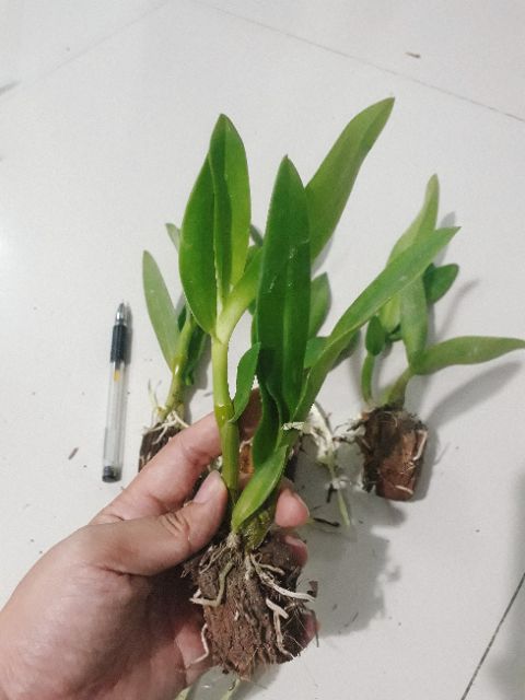 Hoa lan denro nắng bà liễu