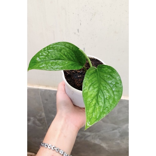 Cây trầu bà hạnh phúc Monstera Peru