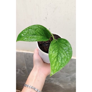 Chậu mềm trầu bà hạnh phúc🍀🌱Monstera Peru🍀🌱