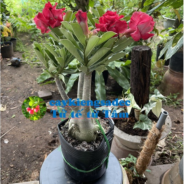 caykiengsadec cây hoa sứ thái (hoa đỏ ) - tặng phân bón - hoa kiểng lá-trang trí nội thất cảnh quan ngoài trời