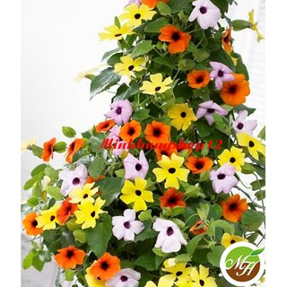 Hạt giống hoa Ánh Dương (Hoa Mắt Nhung/Mắt Huyền) Kèm Qùa Tặng Và Hướng Dẫn Ươm Trồng