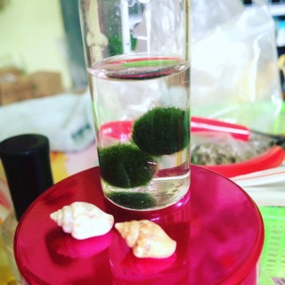 Song Tảo Marimo