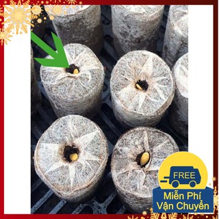 Combo 100 Viên Nén Ươm Hạt Đảm Bảo Cho Hạt Nảy Mầm 99%