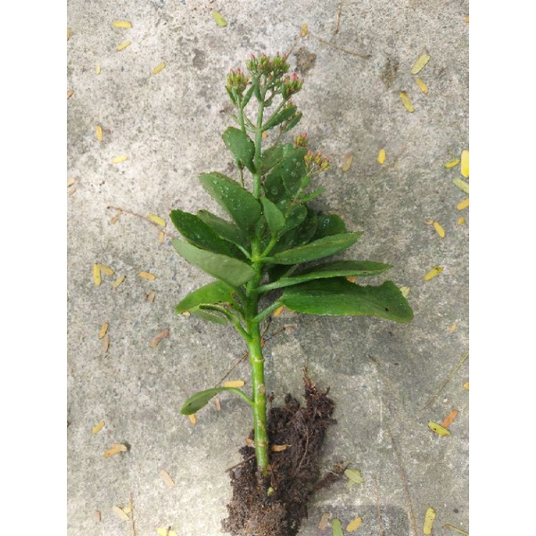 Cây sống đời hoa đỏ