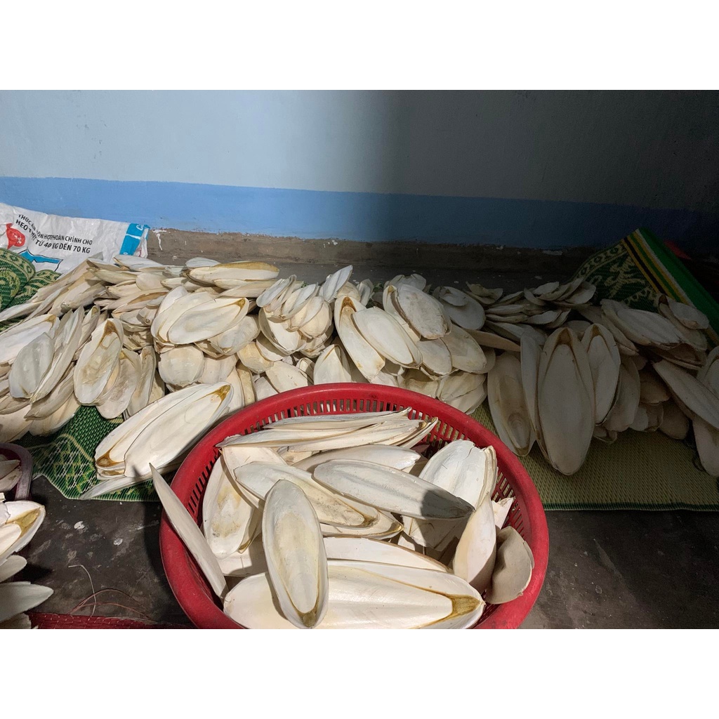 Nang Mực  cho chim. Vẹt, yến hót và các dòng chim finch