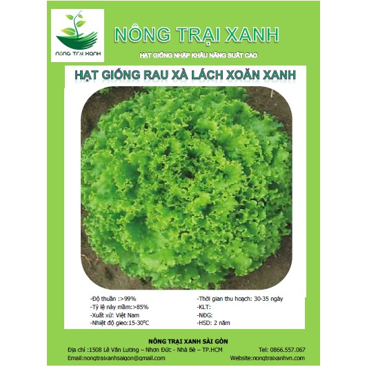 Hạt Giống Rau Xà Lách Xoăn Xanh  - MUA 3 TẶNG 1 CÙNG LOẠI