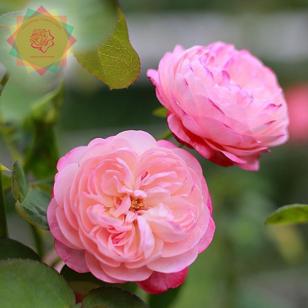 Cây hoa hồng ngoại The Lantern of God - chiếc đèn lồng của Ch.úa - Hoa hồng Thăng Long Flower