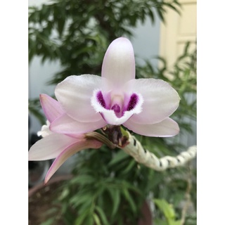Hoa lan phi điệp tím hoa cánh bầu