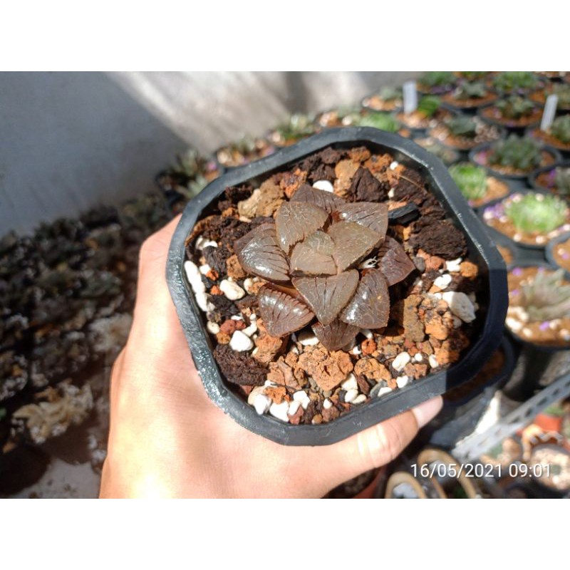 Sen đá Haworthia 'zaramado'