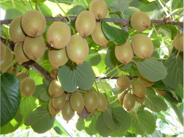 Hạt giống Kiwi