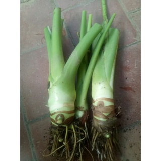 3củ Ráy voi (tặng 1 củ )