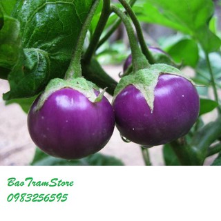 Hạt giống cà pháo tím gói 2 gram xuất xứ Việt Nam
