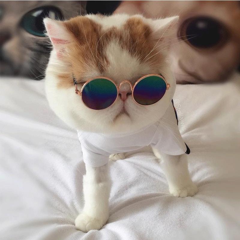 Cat Sunglasses Sunglasses Dog Teddy Personality Funny Headdress Pet Accessories Cat Glasses
