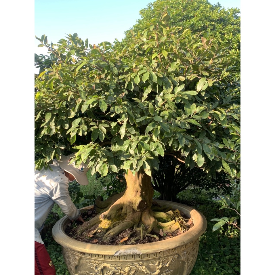 Cây Mai Vàng cổ thụ