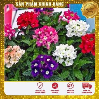 Hạt Giống Hoa Vân Anh ( VEBERNA)