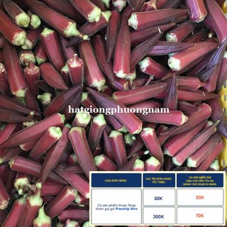 2GR - HẠT GIỐNG ĐẬU BẮP ĐỎ