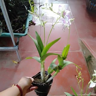 Hoa phong lan chớp enino