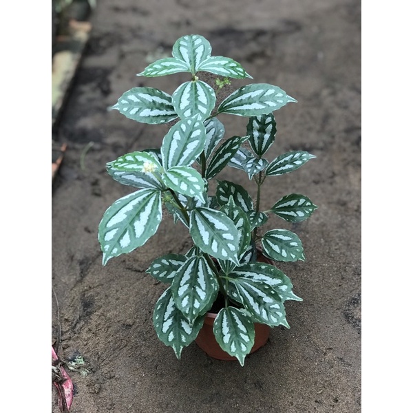 Cây dưa hấu lá sọc