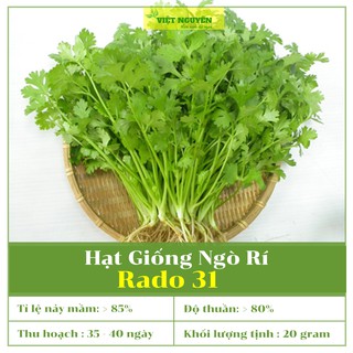 Hạt Giống Ngò Rí Rau Mùi Dễ Trồng Và Chăm Sóc, Năng Suất Và Chất Lượng Tốt, Tỷ Lệ Nảy Mầm Cao