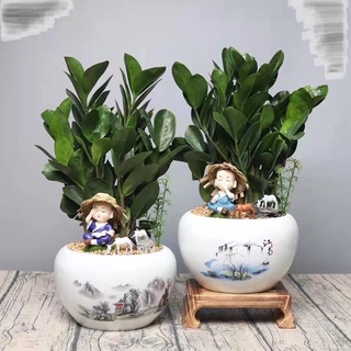 Cây kim tiền để bàn hút tài lộc