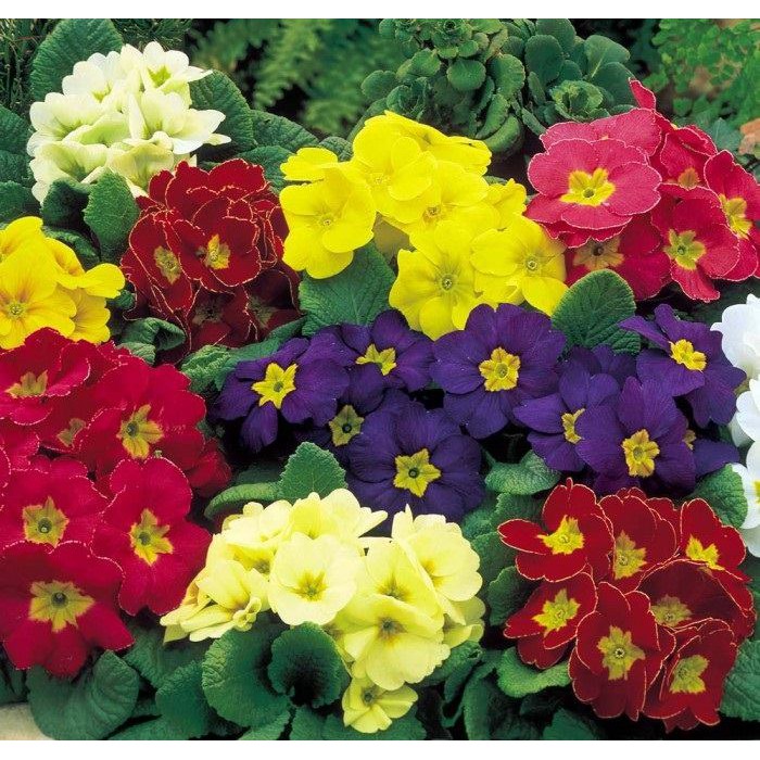 Hạt giống hoa Báo Xuân Mix