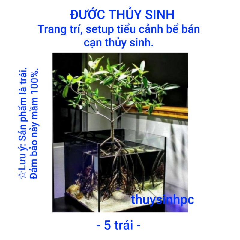 Trang trí bể thủy sinh, cá, tép, tiểu cảnh, hòn non bộ - Đước thủy sinh (5 trái)