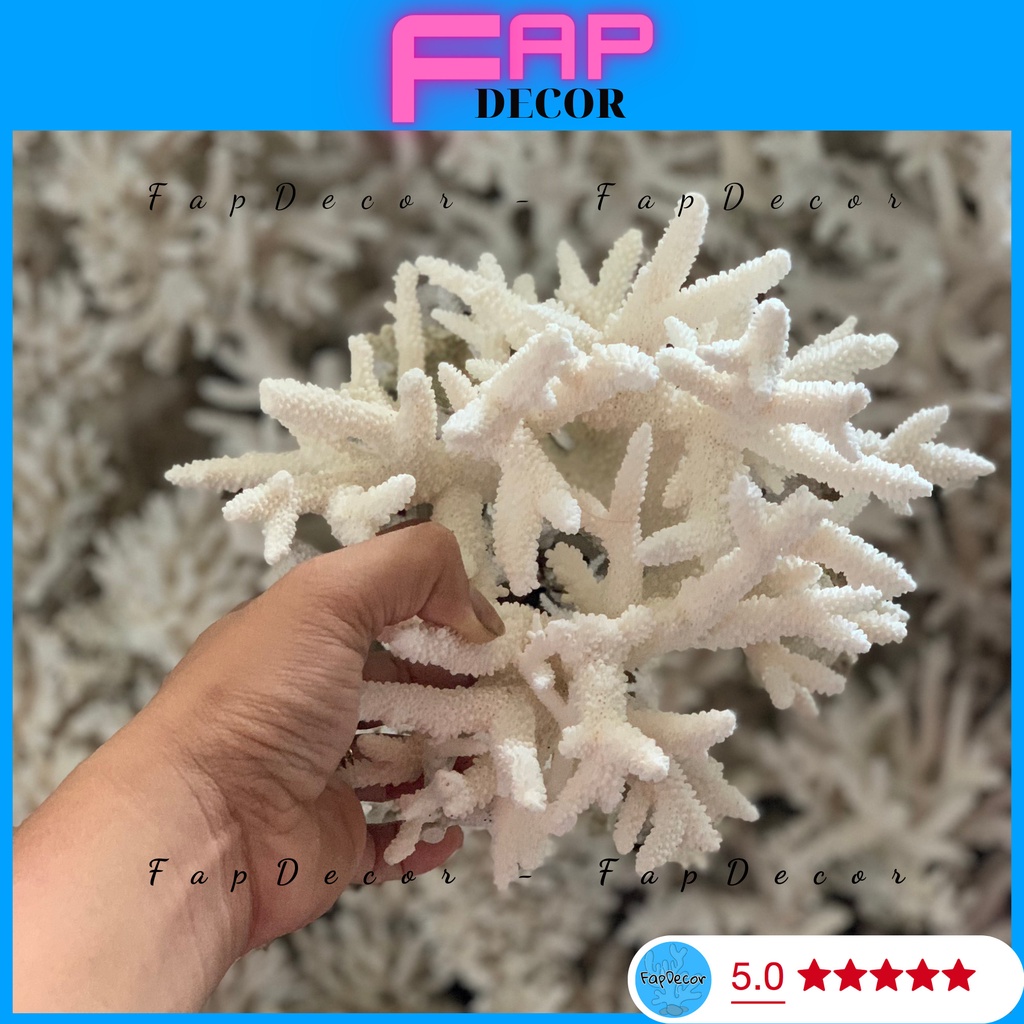 SAN HÔ BÔNG RẠN ĐŨA DẠNG CÂY CAO CẤP ĐẸP TRANG TRÍ THỦY SINH DECOR NHÀ CỬA