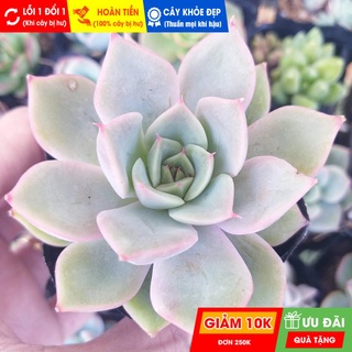 Sen đá đế vương hồng, đã thuần khí hậu nóng, khoẻ đẹp, hoàn tiền khi cây bị hư hoặc lỗi