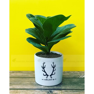 Cây bàng sing chậu vẽ