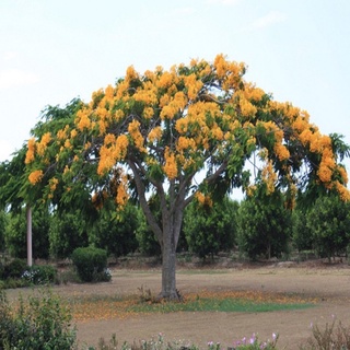 Cây giống Mỹ nhân( thân gỗ)