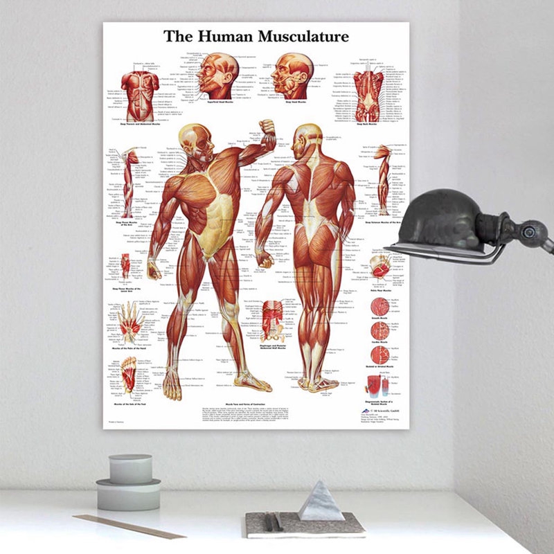 Poster treo tường trang trí bằng chất liệu canvas hình giải phẫu cơ thể