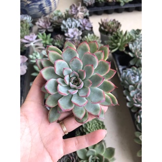 Sen đá Viền hồng size bầu