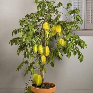 Cây Giống Khế Ngọt (Chuẩn Giống Cây Trồng)