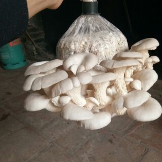Phôi nấm sò