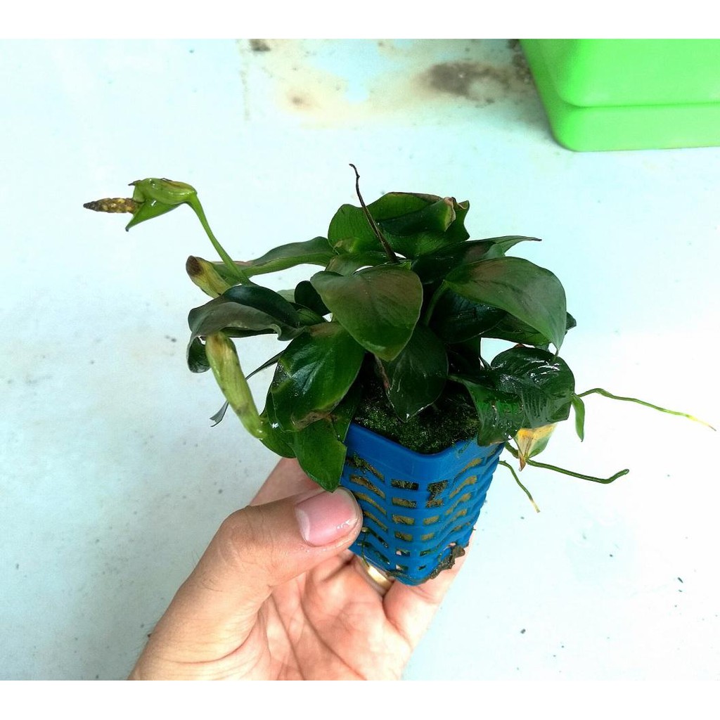 1 CHẬU CÂY RÁY LÁ NHỎ – CÂY THỦY SINH DỄ TRỒNG KHÔNG CẦN ĐẤT NỀN