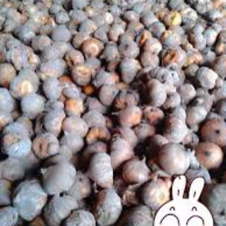 củ giống hoa lay ơn(bán theo kg)
