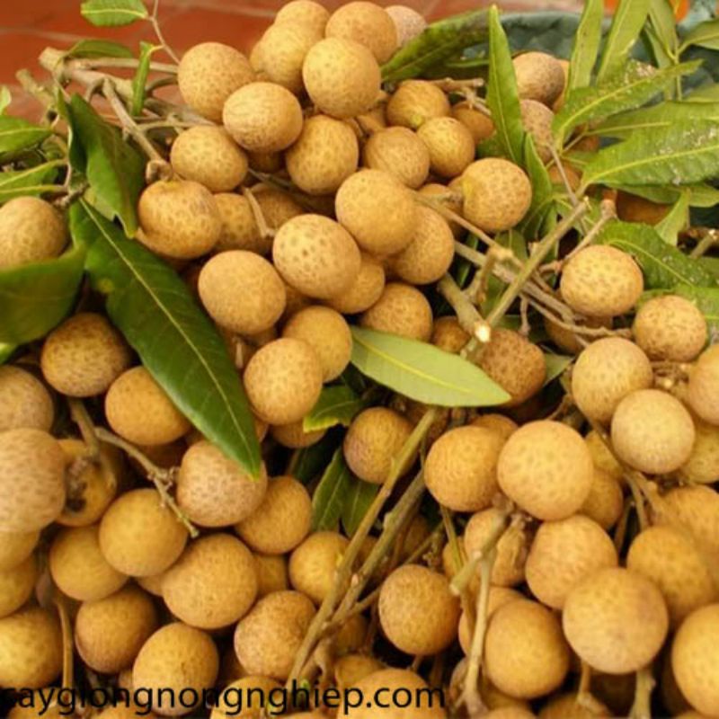 2 kg Nhãn Bắc cơm dày, ngọt thơm