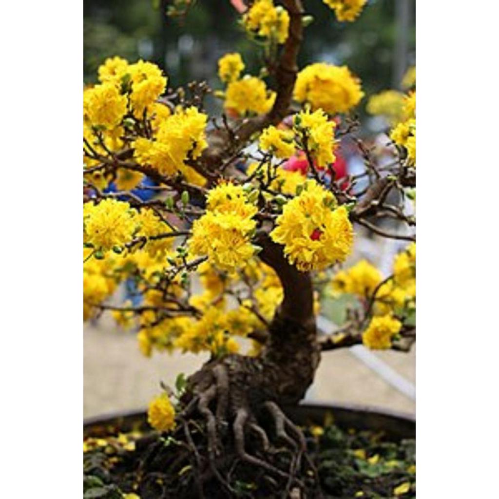 (GIÁ SỐC) Mai vàng Đại Lộc bon sai cây quá đẹp, giá rẻ