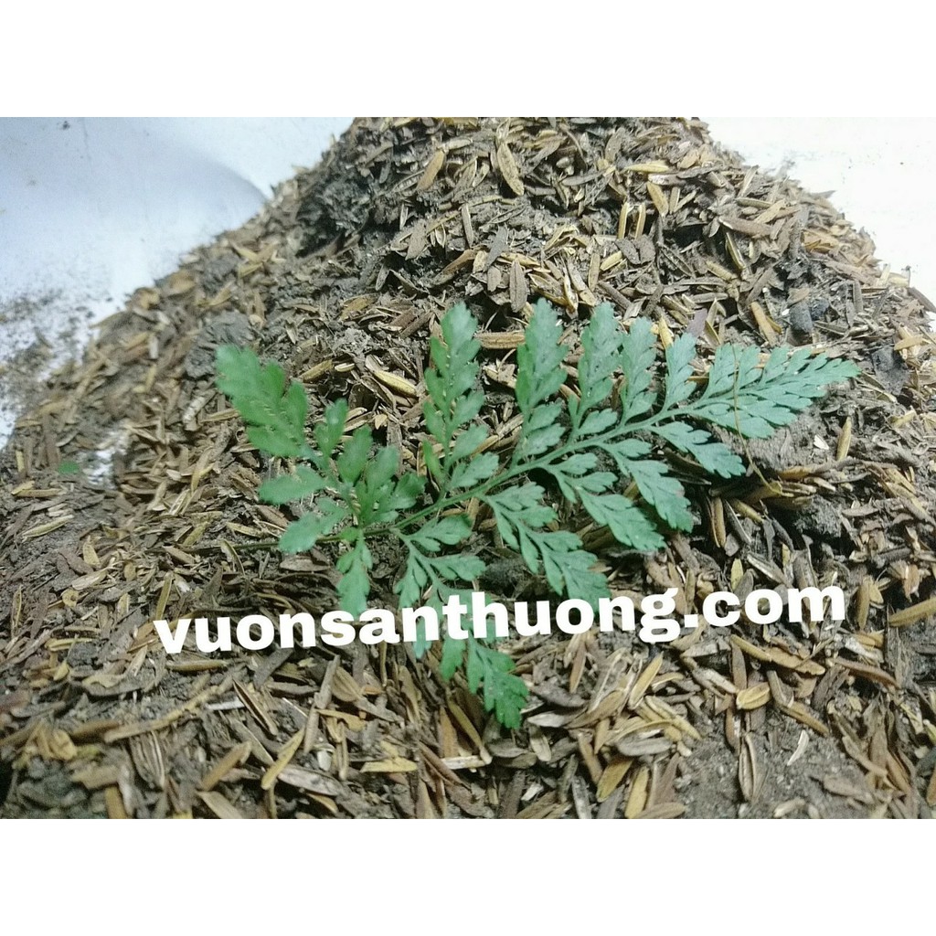 1kg Phân Gà Ủ Hoai Cùng Trấu, Trichoderma, Bón Cho Cây Rau, Củ, Quả, Hồng,...Cây Đậm Vị, Tăng Màu Sắc