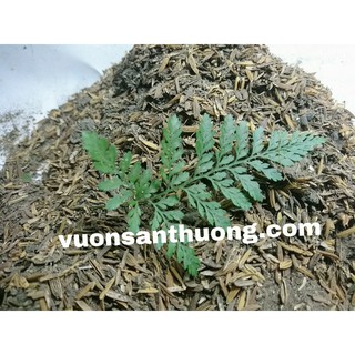 Phân Gà Đã Ủ Trichoderma Oai (1kg) , Dùng Bón Cây.