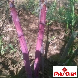 30 hạt giống măng tây tím phú điền