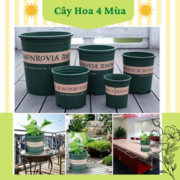 COMBO 5 Chậu nhựa trồng cây hoa MONROVIA để bàn treo ban công ngoài trời sân vườn