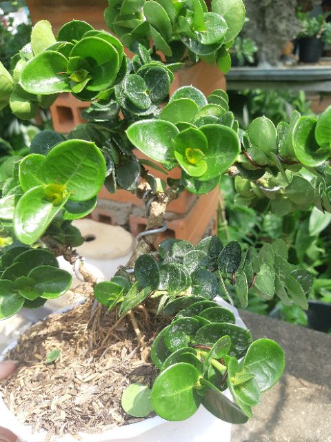 Cây siro Đài Loan bonsai TẶNG CHẬU